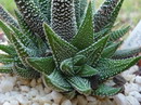 هاورتیا گورخری